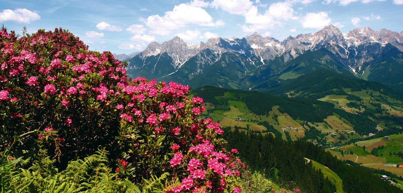 Hochkönigs Bergreich - Alpenrosenblüte - Almrosenblüte