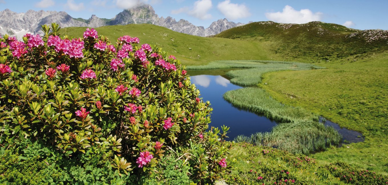 Almrosenblüte