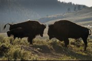 Bisons im Yellowstone Nationalpark