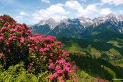 Hochkönigs Bergreich - Alpenrosenblüte - Almrosenblüte